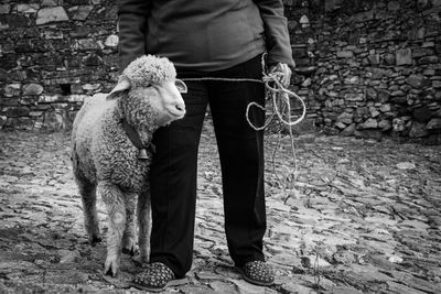 Low section of man with sheep standing outdoors