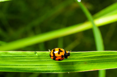 Close-up of ladybug on leaf