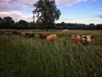 Cows on field against sky