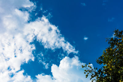 Low angle view of trees against blue sky