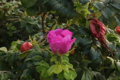 Close-up of pink flowering plants in park