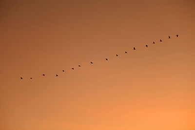 Low angle view of birds flying against orange sky