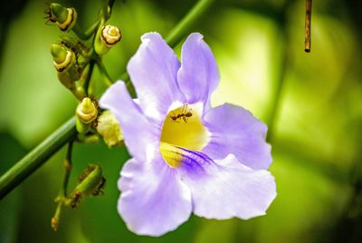 Close-up of purple flowering plant