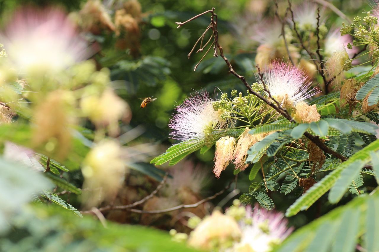 growth, focus on foreground, close-up, flower, plant, nature, fragility, freshness, beauty in nature, selective focus, outdoors, stem, sunlight, day, leaf, no people, botany, green color, bud, growing