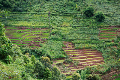 View of corn field