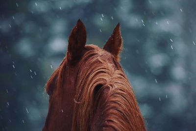 Close-up of a horse