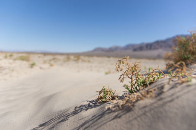 Scenic view of desert against clear sky