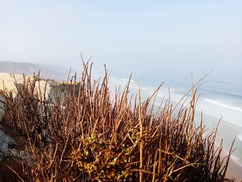 Grass growing on beach against sky