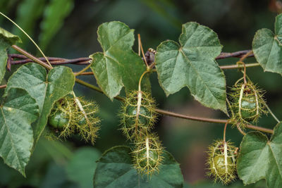 Close-up of green leaves on plant