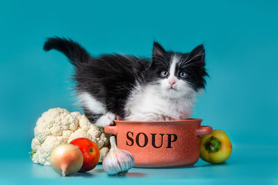 View of cat against blue background