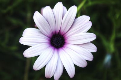 Close-up of purple flower