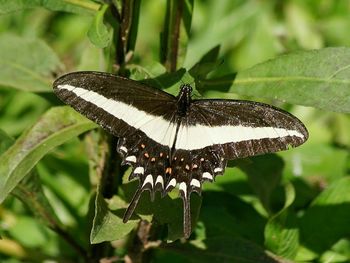 Close-up of butterfly on leaf