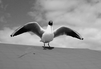 Seagull flying in sky