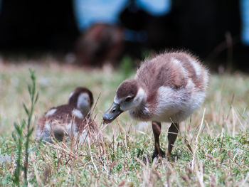 Ducks in a field