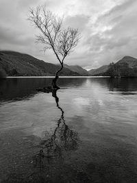 Bare tree by lake against sky