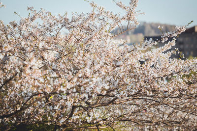 Low angle view of cherry blossoms against sky