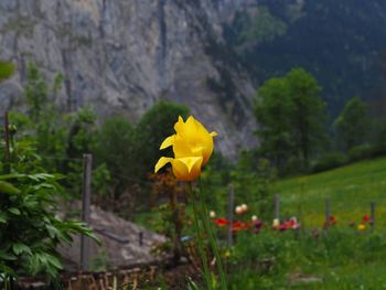 Close-up of yellow flowering plant on field