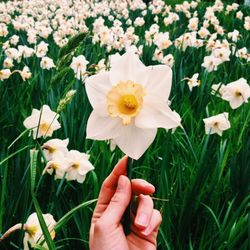 Cropped hand holding white flower on field