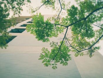 Plants growing on tree