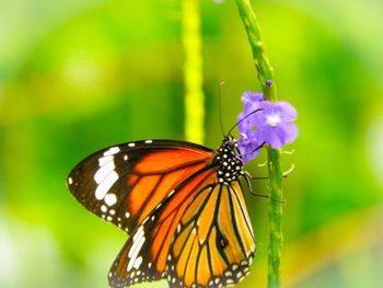 Close-up of butterfly pollinating on flower