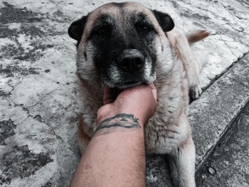 High angle view of woman with dog