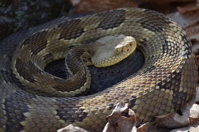 Close-up of snake