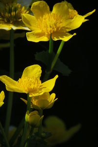 Close-up of yellow flowering plant against black background