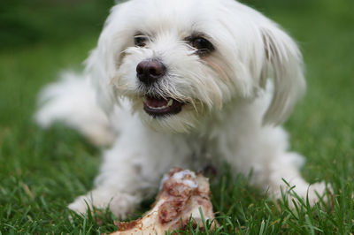 Portrait of dog lying on field