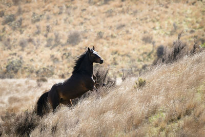 Side view of a horse on field