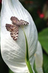 Close-up of white flowers