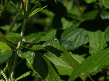 Close-up of insect on plant