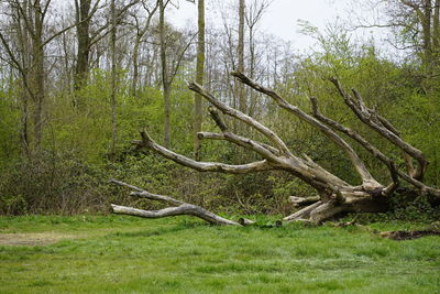 Driftwood on tree trunk in forest