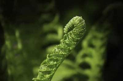 Close-up of fern leaf