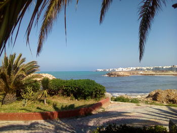 Palm trees by sea against clear sky