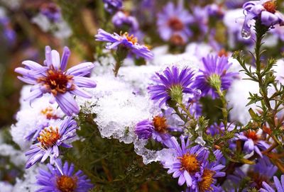 Close-up of purple flowers blooming outdoors