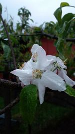 Close-up of white flowers on branch