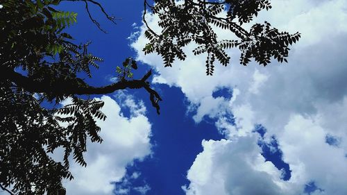 Low angle view of tree against blue sky