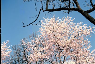 Low angle view of flower tree against clear sky