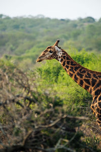 Side view of giraffe on land