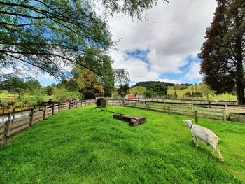 View of a horse on field