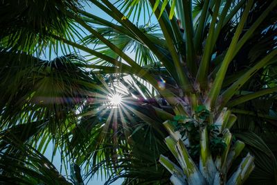 Low angle view of sunlight streaming through palm tree
