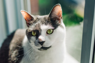 Close-up portrait of a cat