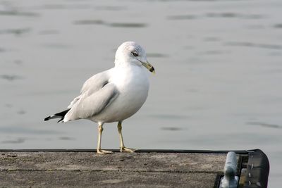 Seagull perching on a lake