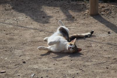 High angle view of a cat lying on land