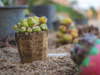 Close-up of potted plant