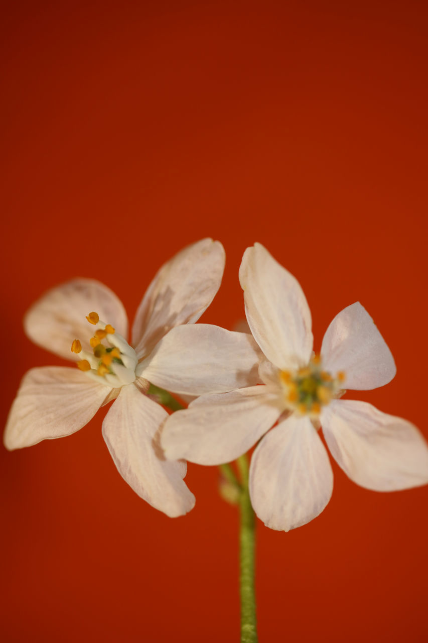CLOSE-UP OF RED FLOWERING PLANT