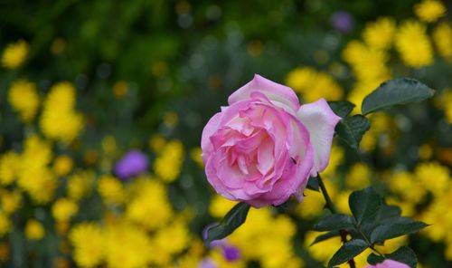 Close-up of pink rose