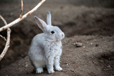 Close-up of rabbit on field