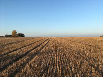 Scenic view of agricultural field against clear blue sky