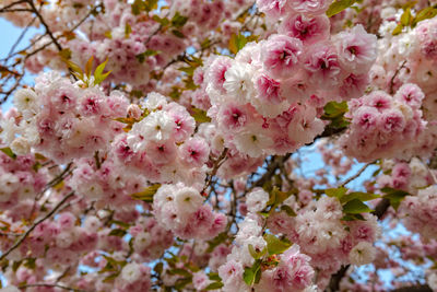 Close-up of pink cherry blossoms in spring